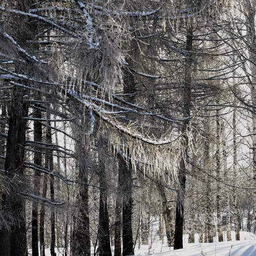 Photo #10533071