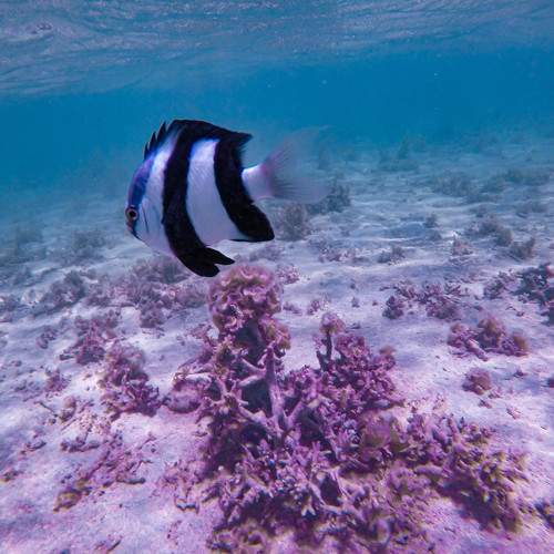 Photo #10533947