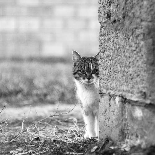 Photo #10534675