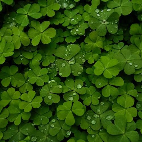 Morning Dew