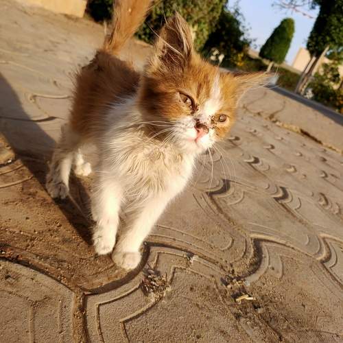 Golden Hour Stray Kitten