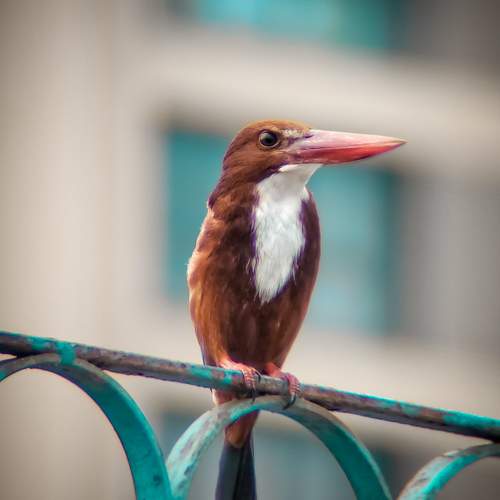 Mobile wildlife capture