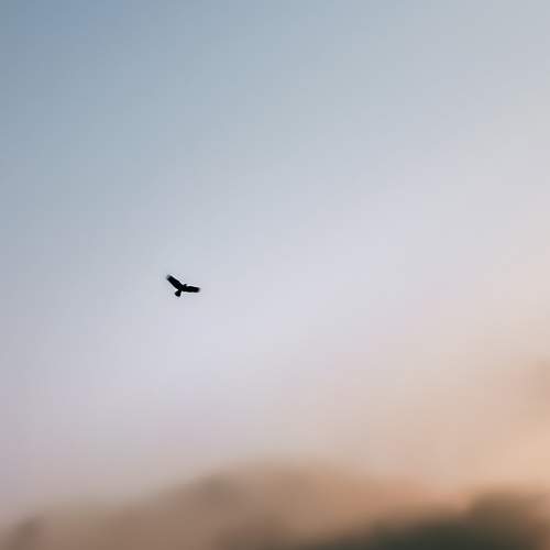 Photo #10538287
