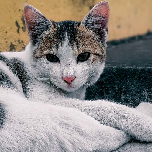 Photo #10538297
