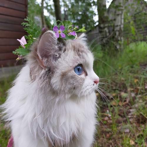 Photo #10539035