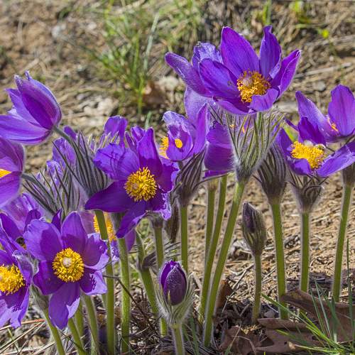 Photo #10540066