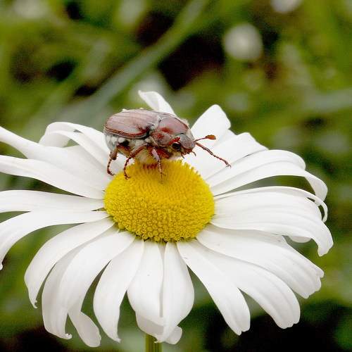 Photo #10542524