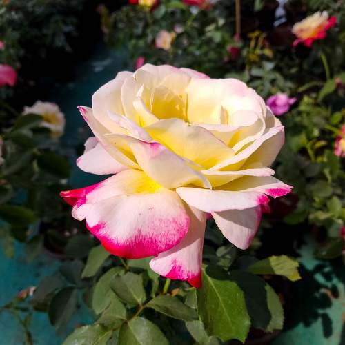 Photo #10545077