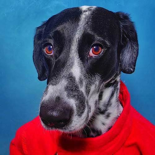 Photo #10546720