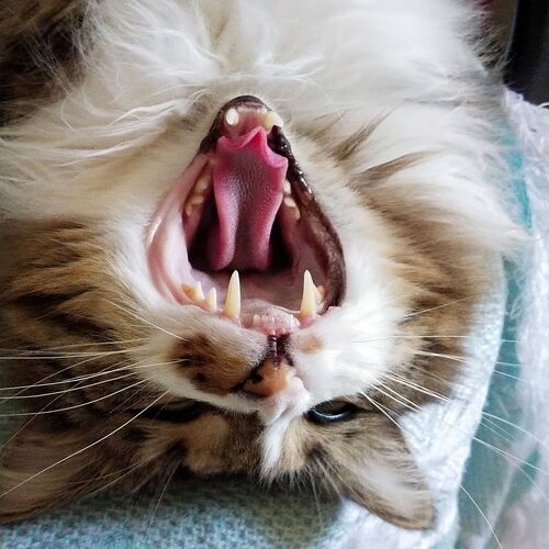 Photo #10547342
