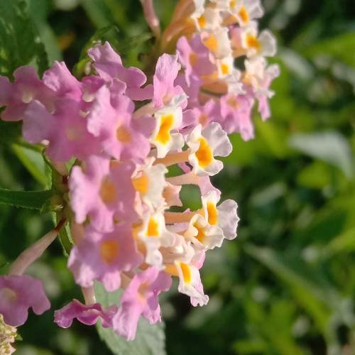 Photo #10547890
