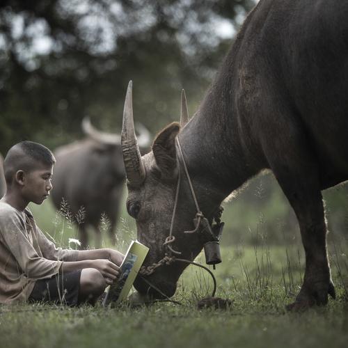 Boy reading book with him buffalo, Thailand