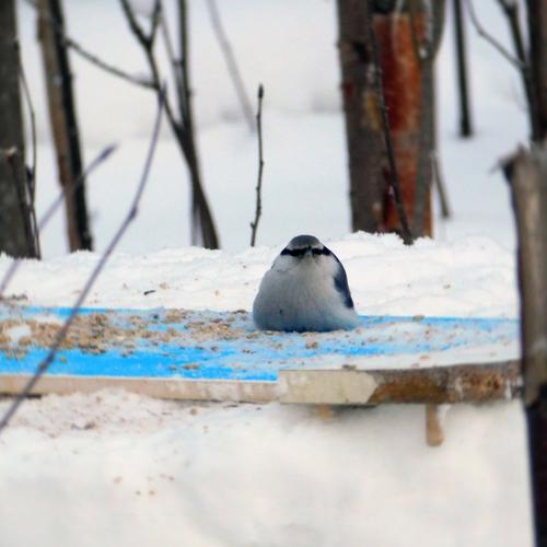 Поползень