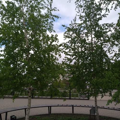 Photo #10550611