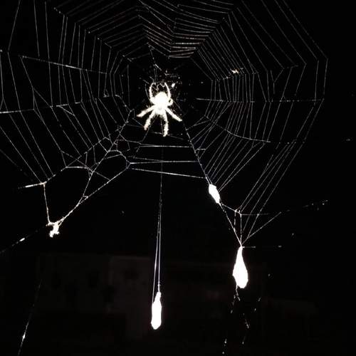 Photo #10552954