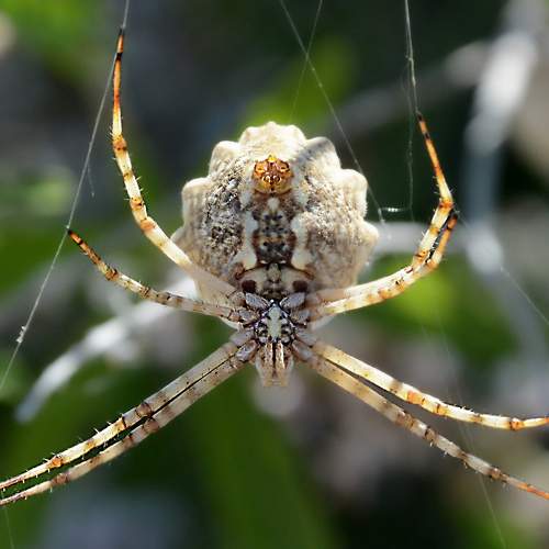 Scary but beauty