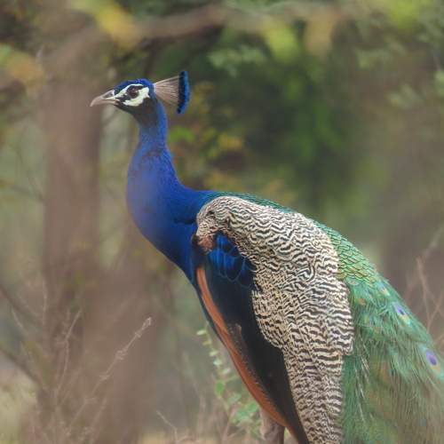 peacock