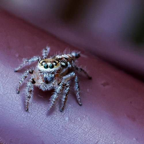 Photo #10553269