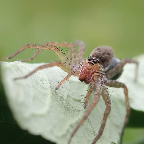 spider