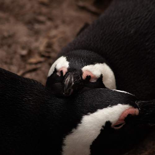 Photo #10553729