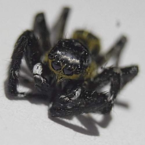 Aranha papa moscas