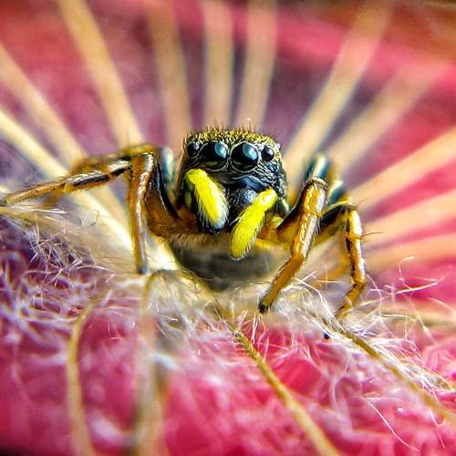 The Jumping Spider