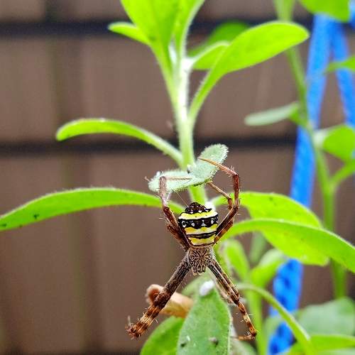 Photo #10554372