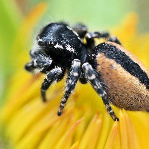 Photo #10554570