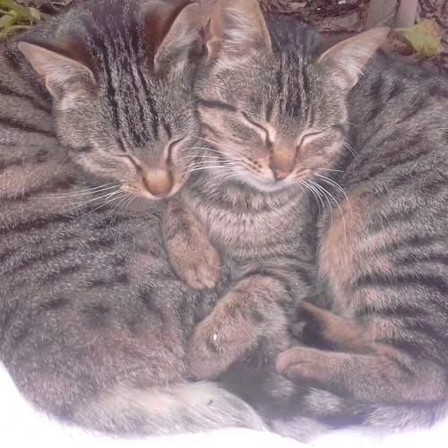 Photo #10554818
