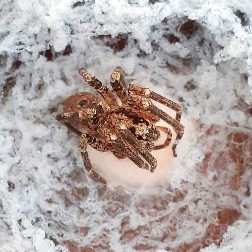 Spidermom
