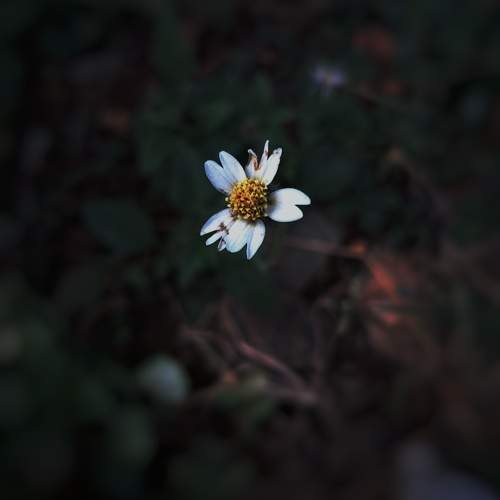 A Portrait of Tridax procumbens