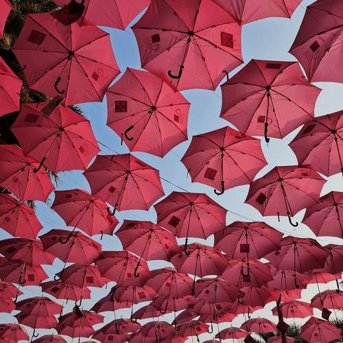 A sea of pink umbrellas