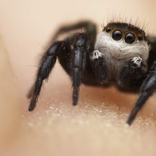 Photo #10555908