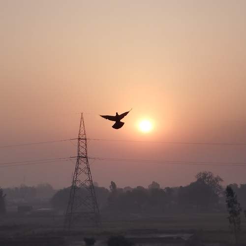 Photo #10556454