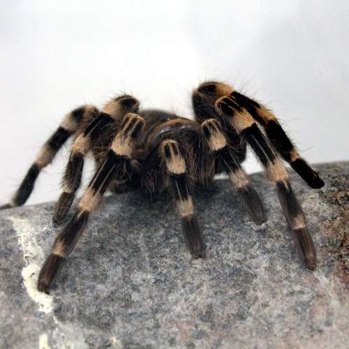 Photo #10559068