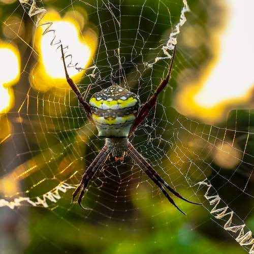 Spider