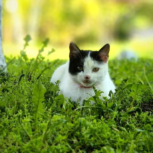Lurker