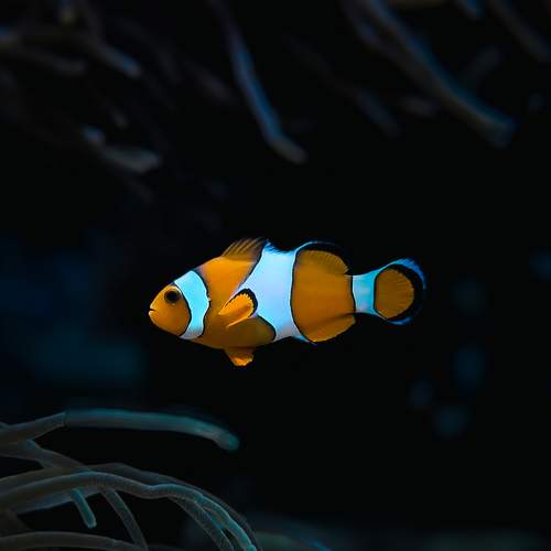 Фотография #10561636