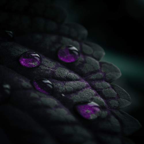 Photo #10561745