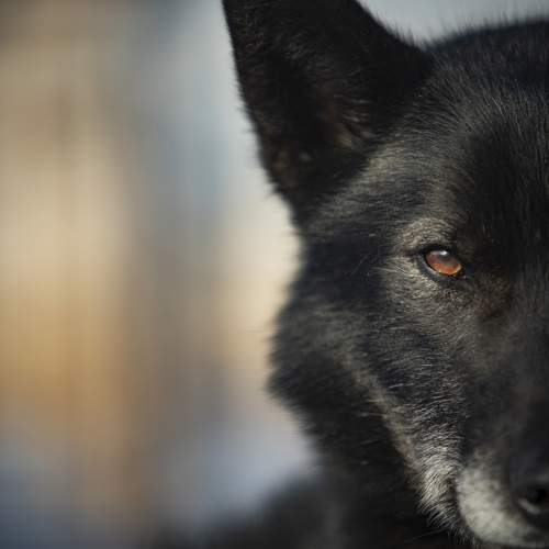 Photo #10561958