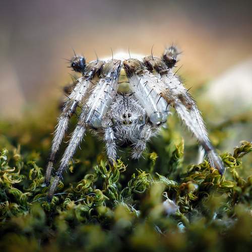 Photo #10562022
