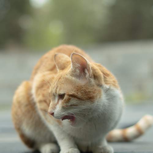 cats on foods
