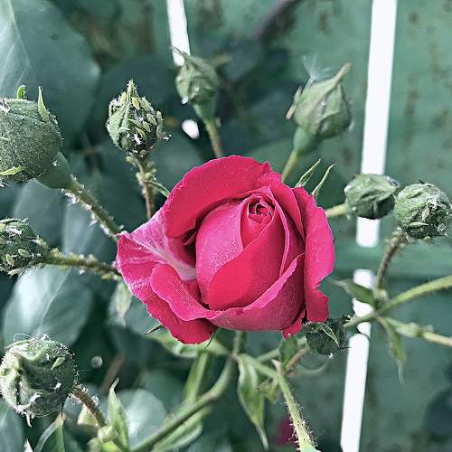 Photo #10562838