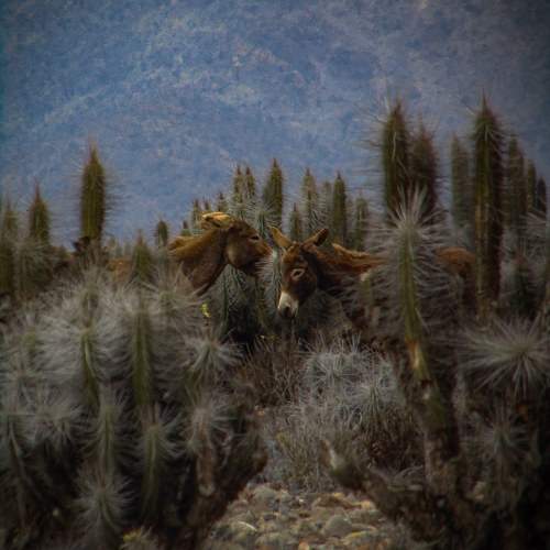 Photo #10564114