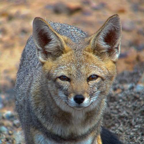 Photo #10564115