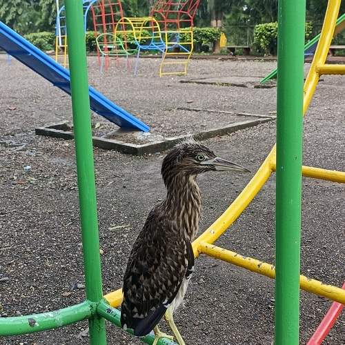 Photo #10565084