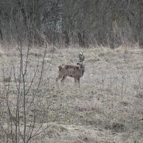 Photo #10565179