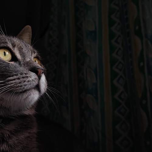 Photo #10565303