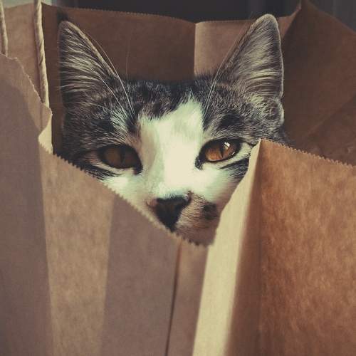 Photo #10566141