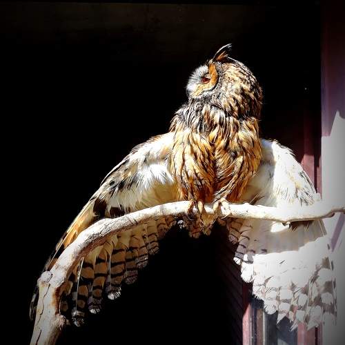 Photo #10566240